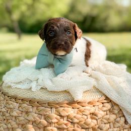 Rolo - Parti male Goldendoodle puppy in Ooltewah, Tennessee from Allison Family Doodles