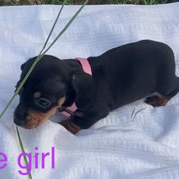 Little girl - Black and tan female Dachshund puppy in Clinton, Tennessee from 4-LOVES Dachshunds
