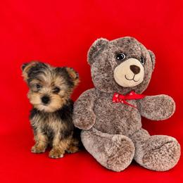 AKC Uno - Black and tan male Yorkshire Terrier puppy in Flowood, Mississippi from Prissy PawPals
