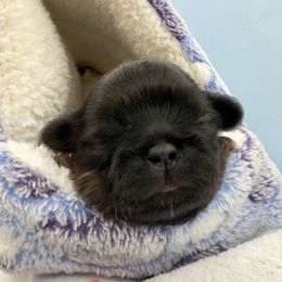 Boy 3 - Red male Shih Tzu puppy in Rhode Island from Sacred Light Shihtzu