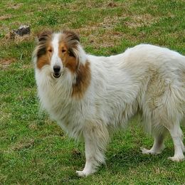 Tefiti - Collie