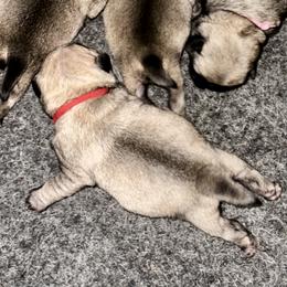 Red - Fawn male Pug puppy in Baylis, Illinois from Cameo's Pugs