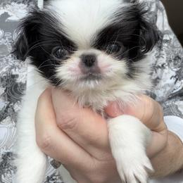Wide Collar Girl - Black and white female Japanese Chin puppy in Little Rock, Arkansas from Montra Japanese Chin & Cavalier King Charles Spaniels