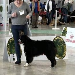 Oreo - Australian Shepherd