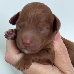 Boy 1 - Red and white male Cockapoo puppy in Granger, Iowa from M&M Cockapoos of Iowa