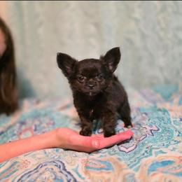 Pebbles - Black female Chihuahua puppy in Demorest, Georgia from Sourpatch Chihuahuas
