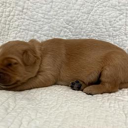 Boy 2 - Dark golden male Golden Retriever puppy in Centerburg, Ohio from Future Hope Goldens