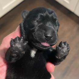 Cecilia - Black female Miniature Schnauzer puppy in Interlachen, Florida from Pam's Schnauzers