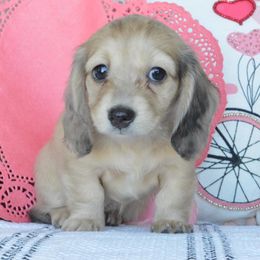 Dachshund Puppies from Dreamheart Dachshunds