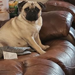 Waffles - Pug