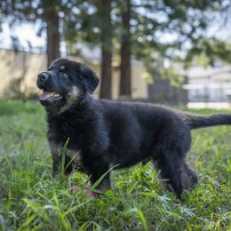German Shepherd Puppies from Agrestal German Shepherds