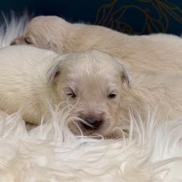 Walnut - Light golden male Golden Retriever puppy in Oak Hill, Florida from Swingin T Ranch LLC