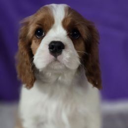 Charles - Blenheim Cavalier King Charles Spaniel puppy in Prophetstown, Illinois from AlKemy Pure Bred