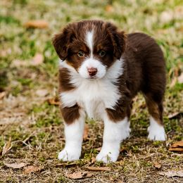 Miniature Australian Shepherd Puppies from Rockin D Mini Aussies