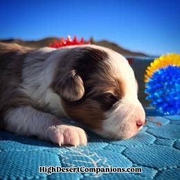Mr Cappuccino (Cap) - Red merle male Toy Australian Shepherd puppy in Dolan Springs, Arizona from High Desert Companions