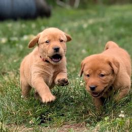 Labrador Retriever Puppies from Puzzles Labradors