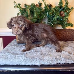 Cindy - Chocolate female Yorkipoo puppy in Henderson, North Carolina from Dorans Danes and Doodles