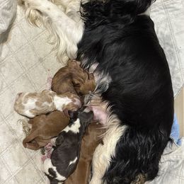 Sally - Ruby female Cavalier King Charles Spaniel puppy in Spring Hill, Florida from Wonderland Cavaliers