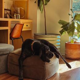 Bluetick Coonhound All Grown Up from RE Hounds