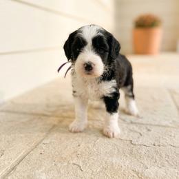 Rey - Black and white female Bernedoodle puppy in Travelers Rest, South Carolina from Bernedoodle.do
