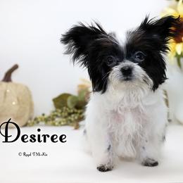 Desiree - Black female Mi-Ki puppy in Elizabeth, Colorado from Royal T Mi-Kis
