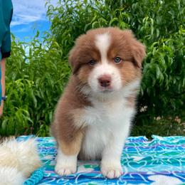 Ranger-Red tri male 1 - Red tri-color male Australian Shepherd puppy in Castle Rock, Washington from Zoolo Kennels “HOF”