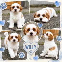 Willy - Red and white male Cockapoo puppy in Holton, Indiana from MoonShine Babies