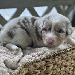 Boy 2: Hickory - Red merle male Australian Shepherd puppy in Volant, Pennsylvania from Addie's Aussies