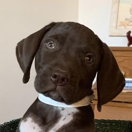 German Shorthaired Pointers from MDKShorthairs