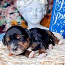Orange - Black male Australian Labradoodle puppy in Decatur, Alabama from Southern Meadows Doodles