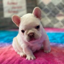 Benelli - French Bulldog puppy in League City, Texas from Baby Bear Frenchies