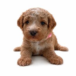 Teal Girl - Apricot female Goldendoodle puppy in Hot Springs, Arkansas from Hot Springs Kennels