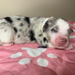 Australian Shepherd Puppies from Good Karma Aussies