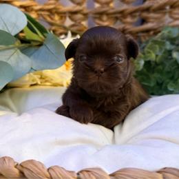 Hershey - Chocolate male Shih Tzu puppy in Sherman, Texas from Shannon’s Sugar Sweet Shih Tzu’s