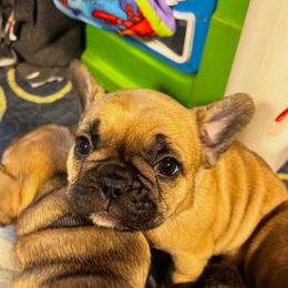 Cora - Fawn female French Bulldog puppy in Neenah, Wisconsin from Mimosa Acres French Bulldogs LLC