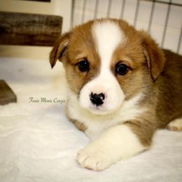 Pembroke Welsh Corgi Puppies from Foxie Moxie Corgis LLC