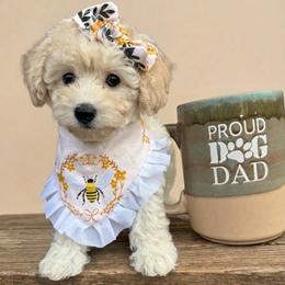 Reba - Apricot female Poodle puppy in Chattanooga, Tennessee from Scenic City Doodles