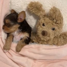 French Bulldog and Yorkshire Terrier Puppies from Casa De Silva LLC