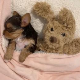 French Bulldog and Yorkshire Terrier Puppies from Casa De Silva LLC