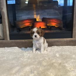 River - Blenheim female Cavalier King Charles Spaniel puppy in Romney, West Virginia from Cavy Love
