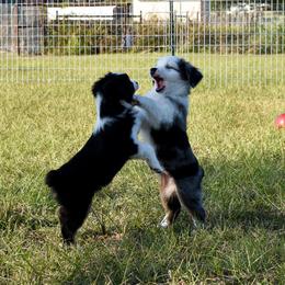 Miniature Australian Shepherd Puppies from Knockout Aussies