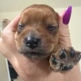 Gable - Chocolate female Morkie puppy in Winston Salem, North Carolina from Patty’s Paws