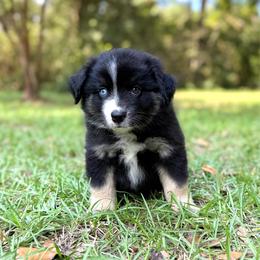 Icarus - Blue Collar - Black tri male Miniature Australian Shepherd puppy in Lacombe, Louisiana from Indigo River Aussies