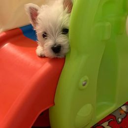 West Highland White Terrier Puppies from Wildwood Westies