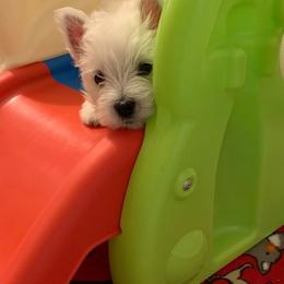 West Highland White Terrier Puppies from Wildwood Westies