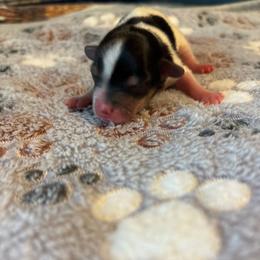 Bella - Parti female Yorkshire Terrier puppy in Brandenburg, Kentucky from Lil Amazing Paws Yorkshire Terriers