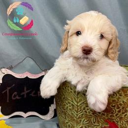 Tater - Caramel cream male Labradoodle puppy in Bowman, Georgia from Companion Creek Farm