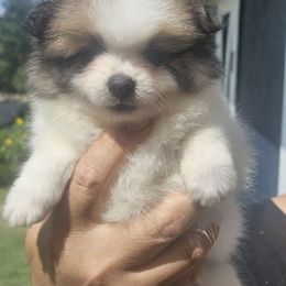 Snowhite - Red parti female Pomeranian puppy in Laredo, Texas from SASH Poms