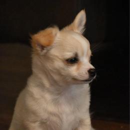 Dave - Fawn male Chihuahua puppy in Seneca, Missouri from Stephanie’s Puppy Colony