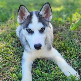 Siberian Husky puppies from Glacier Run Huskies